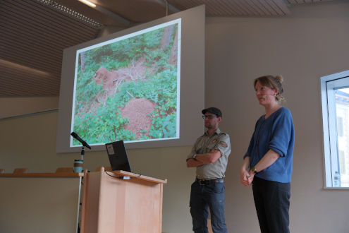 Ameisennester können eine beträchtliche Grösse erreichen