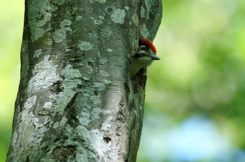 Junger Buntspecht schaut aus der Höhle