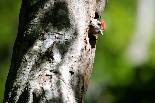 Junger Buntspecht schaut aus der Höhle