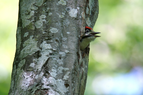 Junger Buntspecht schaut aus der Höhle