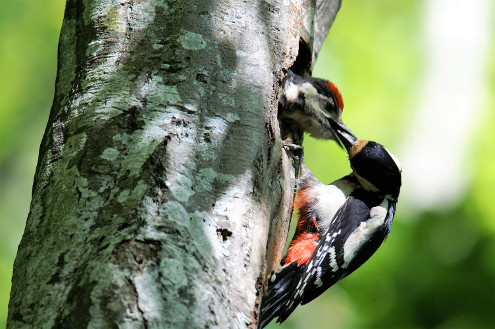 Junger Buntspecht wird von seiner Mutter gefüttert