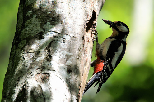 Mutter Buntspecht mit Ameisen im Schnabel