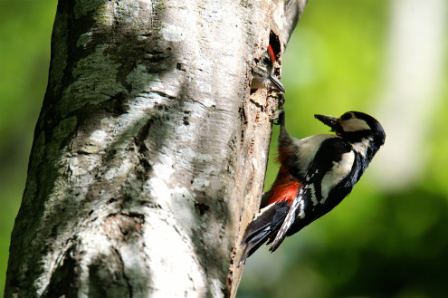 Mutter Buntspecht bringt ihrem Jungen Futter