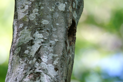 Eingang der leeren Buntspechthöhle