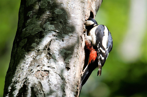 Mutter Buntspecht schaut in die leere Höhle