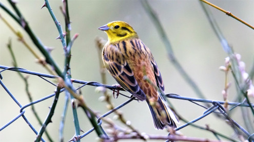 Eine männliche Goldammer zeigt ihre wunderschönen Farben