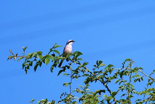 Auch das Neuntötermännchen zeigte sich