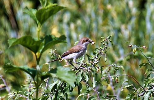 Das Weibchen des Neuntöters