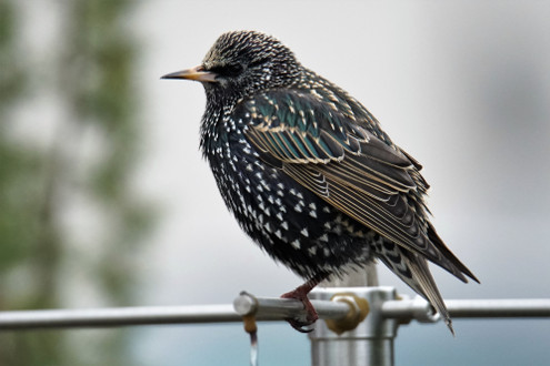 Ein Star in seinem prächtigen Gefieder