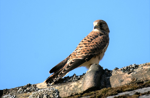 Auch ein Turmfalkenweibchen zeigte sich