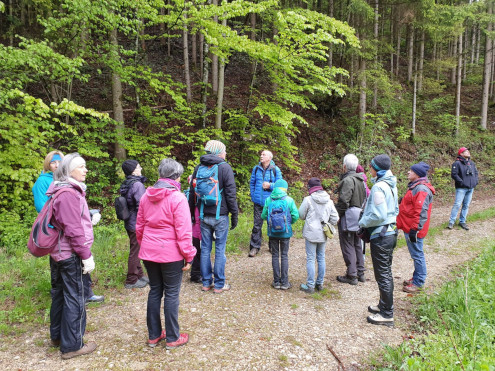 Aufmerksames Horchen. War das jetzt ein Berglaubsänger?