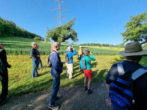 Wo ist da der Trauerschnäpper, den man singen hört?