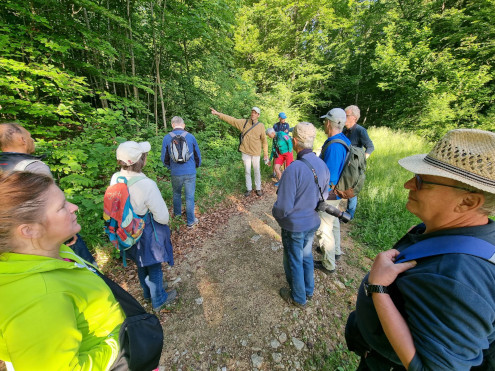 Ein schöner Morgen im Wald
