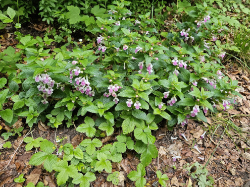 Das Immenblatt zusammen mit Walderdbeeren