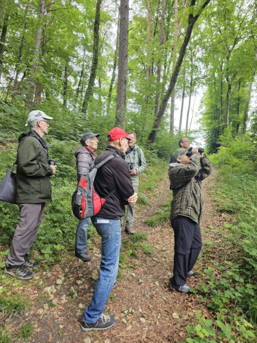 Auf der Suche nach einem Buntspecht