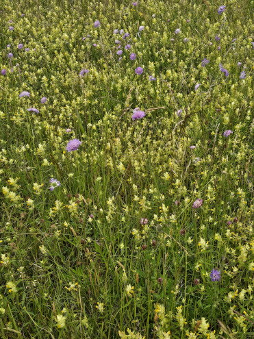 Skabiosen in einem Meer von Klappertöpfen