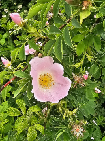 Blüten der Hunds-Rose in verschiedenen Stadien