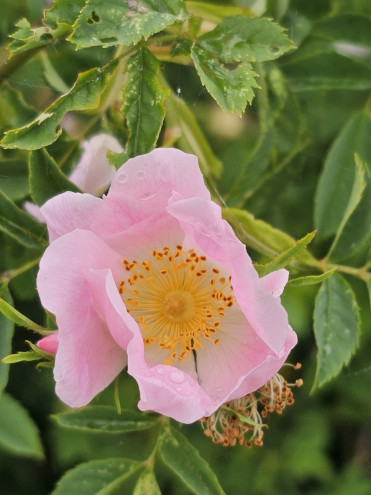 Das Innenleben einer Blüte der Hunds-Rose