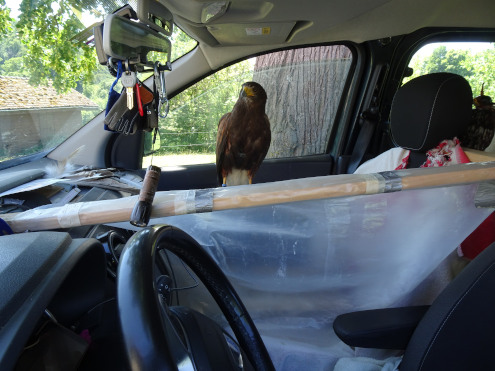 Ein Beifahrer der besonderen Art...