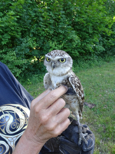 Auch Kaninchenkäuze mögen Streicheleinheiten