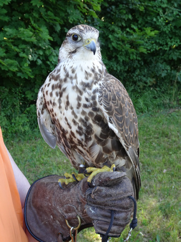Zum Glück sind die Handschuhe so dick...