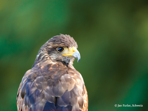 Schau mir in die Augen Kleines...