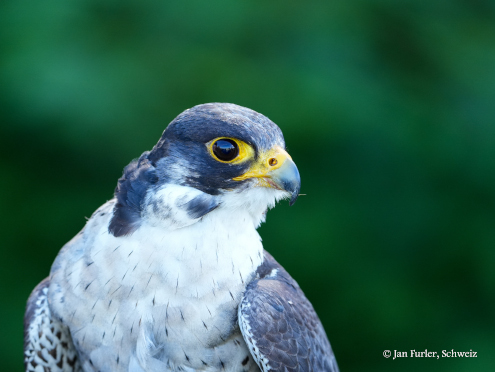 Der Wanderfalke. Das schnellste Tier der Welt