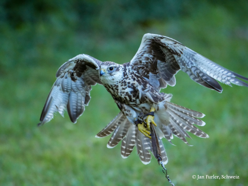 Die 'Landeklappen' (Schwanzfedern) sind voll ausgefahren