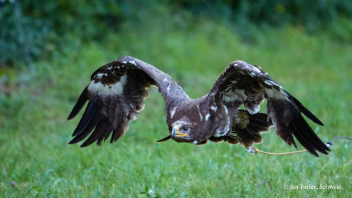 Raubadler 'Viktoria'