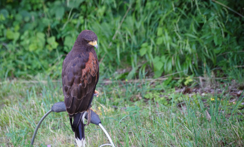 Geduldiges Warten auf den Auftritt