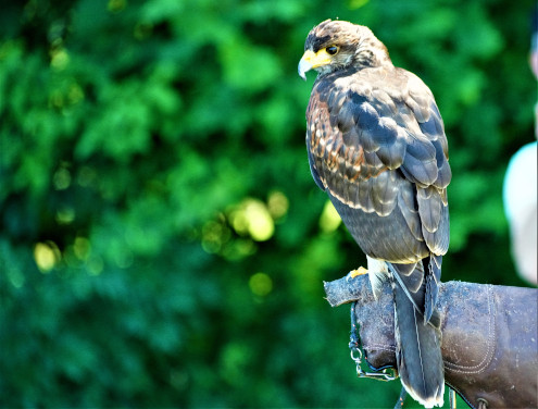 Er hat noch keine 'Starterlaubnis' erhalten