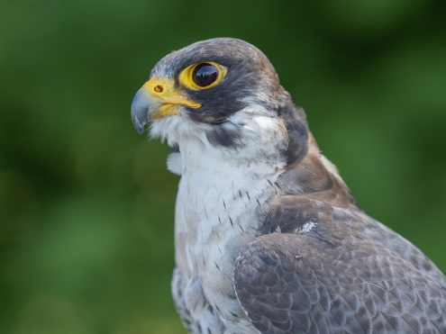Nahaufnahme eines Wanderfalken