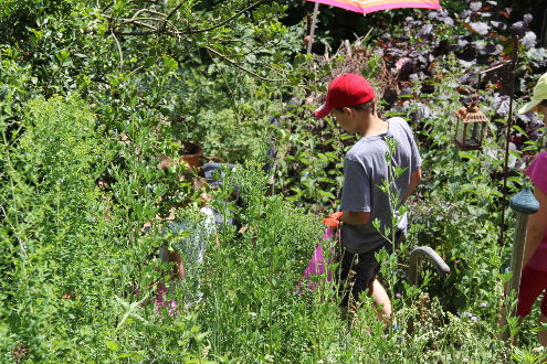 Auf Entdeckungsreise im Kräutergarten