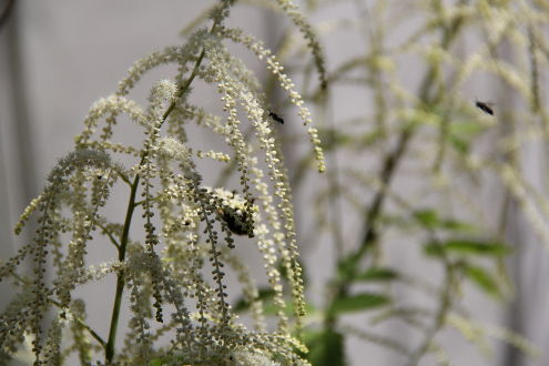 Wunderschöner feiner Blütenstand