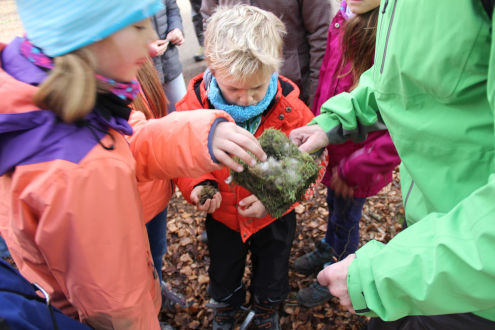 Interessierte Analyse des für das Nest verwendeten Nistmaterials