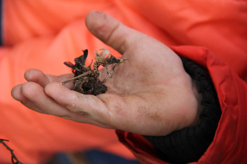 Das Skelett eines Jungvogels, welcher nicht überlebt hat