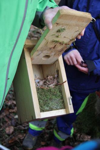 Unten das Nest von Blaumeisen, darauf jenes von Trauerschnäppern