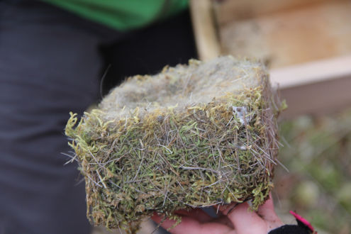 Ein besonders schön gebautes und rundherum ausgepolstertes Nest