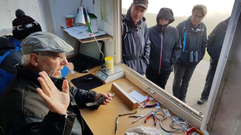 Ein Beringer bei der Arbeit