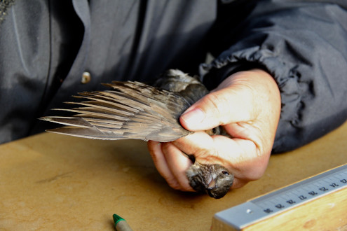 Ein Amselweibchen wird beringt