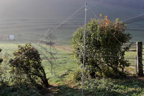 Die Netze im Morgenlicht