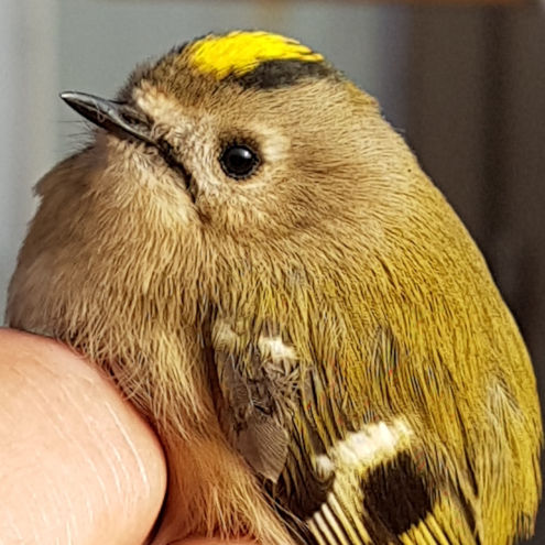 Ein weibliches Wintergoldhähnchen