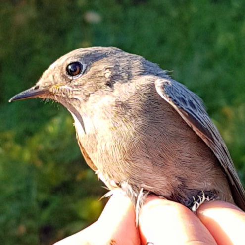 Ein Hausrotschwanz Weibchen