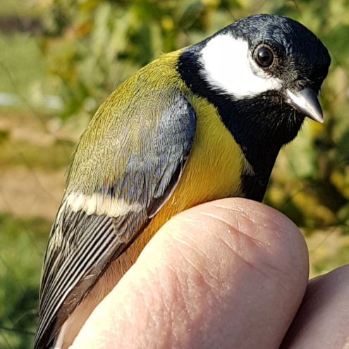 Ein Kohlmeisen Männchen