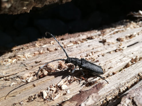 Auch ein Bockkäfer wurde gefunden