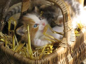 Junge Katzen: Die heimlichen Stars des Tages (nicht nur bei den Kindern)