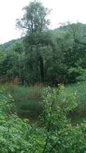 Der Brunnmattweiher in üppigem Grün