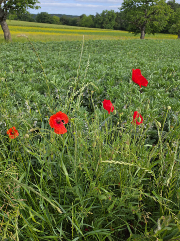 Mohnblumen am Wegesrand