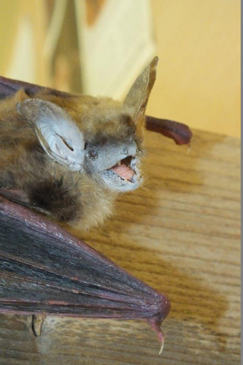 Nacht der Fledermäuse, Bubendorf, 29.08.2014