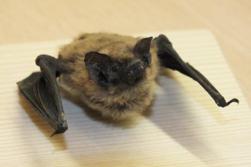 Nacht der Fledermäuse, Bubendorf, 29.08.2014